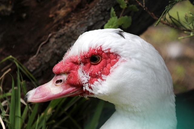 明星級別表 明星級別表