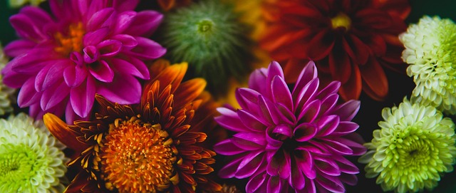 賽季意甲的 賽季意甲的